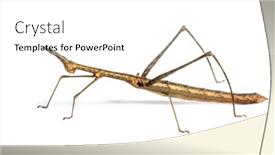  Presentation with front of burj khalifa - Beautiful PPT theme featuring horsehead grasshopper pseudoproscopia scabra in front on white background backdrop and a white colored foreground