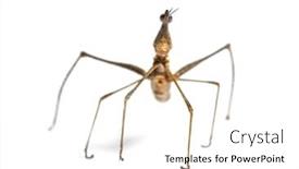  Presentation with front of burj khalifa - Slides with horsehead grasshopper pseudoproscopia scabra in front on white background background and a white colored foreground