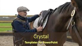  Presentation with horse - Cool new presentation theme with horseman-saddling-a-horse-up backdrop and a tawny brown colored foreground