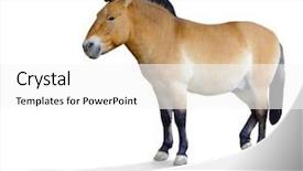  Presentation with wild horse - Cool new theme with wild horses - przewalski's horse isolated over white backdrop and a white colored foreground