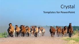  Presentation with horses - Audience pleasing presentation theme consisting of horses and foals run backdrop and a light blue colored foreground