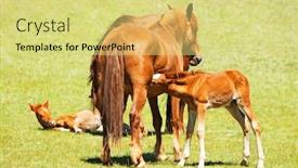  Presentation with horses - Audience pleasing PPT theme consisting of horses and foals backdrop and a yellow colored foreground