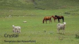  Presentation with grazing - Presentation theme consisting of horses-and-sheep-grazing background and a seafoam green colored foreground