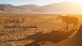  Presentation with ladakh - Slide set with horses at tsomoriri lake in a beautiful morning sunrise ladakh northern india background and a gold colored foreground