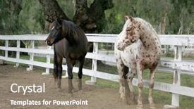  Presentation with horses - Slides enhanced with horses behind fence background and a gray colored foreground