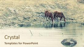  Presentation with horses - Amazing presentation design having horses drinking backdrop and a cream colored foreground