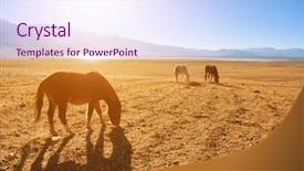  Presentation with ladakh - Cool new slide deck with horses eating grass at tsomoriri ladakh northern india backdrop and a sky blue colored foreground