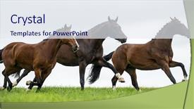  Presentation with horses - Slides consisting of horses galloping in a field background and a sky blue colored foreground