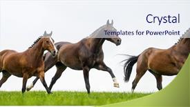  Presentation with horse in field - Amazing slides having horses galloping in a field backdrop and a sky blue colored foreground
