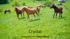  Presentation with green pastures - Beautiful theme featuring horses galloping through the green backdrop and a  colored foreground