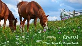  Presentation with horses - Theme consisting of horses-graze-in-a-meadow background and a forest green colored foreground