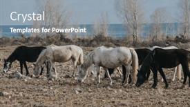  Presentation with horses - Slide deck having horses-grazing-at-winter-season background and a gray colored foreground