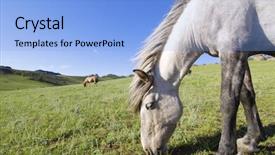  Presentation with horses - Amazing PPT theme having horses grazing in a meadow gorkhi-terelji national park mongolia backdrop and a light blue colored foreground