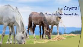  Presentation with grazing - Colorful presentation enhanced with horses grazing in field outdoors backdrop and a light blue colored foreground