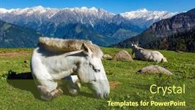  Presentation with himachal pradesh - Beautiful theme featuring horses-grazing-in-himalayas-mountains backdrop and a tawny brown colored foreground