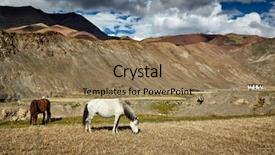  Presentation with ladakh - Theme consisting of horses grazing in himalayas rupshu valley ladakh india background and a coral colored foreground