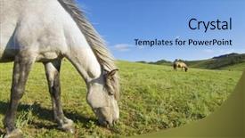  Presentation with mongolia - Cool new presentation theme with horses grazing in mongolia backdrop and a light blue colored foreground