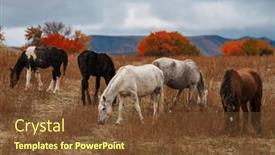  Presentation with horses - PPT theme enhanced with horses-grazing-in-the-mountains background and a tawny brown colored foreground