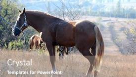  Presentation with horses - PPT theme enhanced with horses-grazing-near-mountain-crimea background and a coral colored foreground