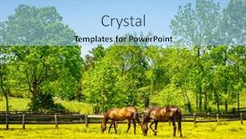  Presentation with kentucky - Slides consisting of horses-grazing-on-a-pasture background and a light blue colored foreground