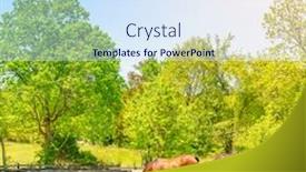  Presentation with kentucky - Slides consisting of horses-grazing-on-a-pasture background and a sky blue colored foreground