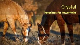  Presentation with grazing - Amazing slide deck having horses-grazing-on-pasture backdrop and a tawny brown colored foreground