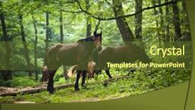  Presentation with wild horses - Audience pleasing presentation theme consisting of horses group in green forest backdrop and a tawny brown colored foreground