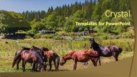  Presentation with horses - PPT theme consisting of horses-herd-in-dabadzveli-mountain background and a tawny brown colored foreground