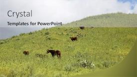  Presentation with grown - PPT theme having horses-horses-and-cows-enjoying background and a sky blue colored foreground