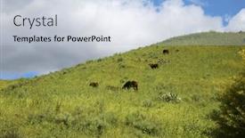  Presentation with grown - Slide deck enhanced with horses-horses-and-cows-enjoying background and a light blue colored foreground