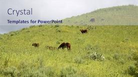  Presentation with grown - Theme with horses-horses-and-cows-enjoying background and a sky blue colored foreground