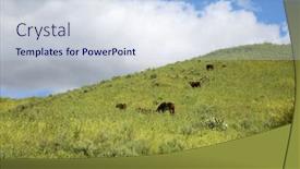  Presentation with grown - PPT theme featuring horses-horses-and-cows-enjoying background and a sky blue colored foreground