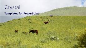  Presentation with grown - Presentation theme enhanced with horses-horses-and-cows-enjoying background and a sky blue colored foreground