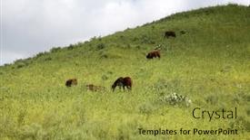  Presentation with grown - Slide set featuring horses-horses-and-cows-enjoying background and a yellow colored foreground