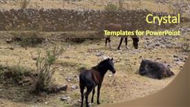  Presentation with horses - Colorful presentation enhanced with horses in cordiliera huayhuash peru south america backdrop and a violet colored foreground