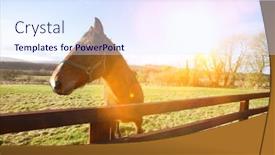  Presentation with horses - Beautiful slide deck featuring horses-in-field-with-strong backdrop and a sky blue colored foreground