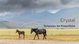  Presentation with horses - Beautiful presentation design featuring horses-in-mountain-landscape-near backdrop and a light blue colored foreground