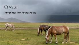  Presentation with horses - Colorful presentation theme enhanced with horses-in-mountain-landscape-near backdrop and a light blue colored foreground