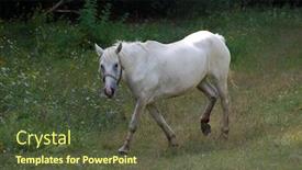  Presentation with horses - Theme with horses-in-outdoors-near-chernigov background and a tawny brown colored foreground