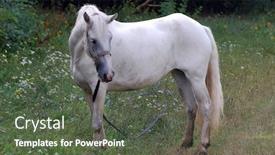  Presentation with horses - Colorful PPT layouts enhanced with horses-in-outdoors-near-chernigov backdrop and a tawny brown colored foreground