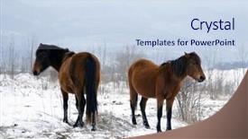  Presentation with horses - Cool new presentation theme with horses in the snow backdrop and a sky blue colored foreground