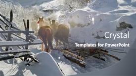  Presentation with horses - PPT theme with horses-in-winter-fundatura-ponorului background and a gray colored foreground