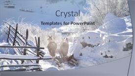  Presentation with horses - Presentation theme consisting of horses in winter hunedoara romania background and a light blue colored foreground