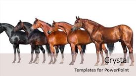  Presentation with horses - Colorful presentation design enhanced with horses isolated on white group backdrop and a soft green colored foreground