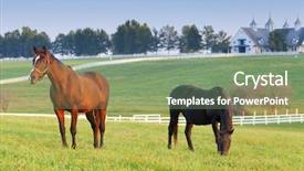  Presentation with horses - Slides featuring horses on a farm background and a seafoam green colored foreground