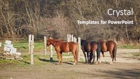  Presentation with horses - Theme with horses-on-a-farm background and a tawny brown colored foreground