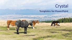  Presentation with horses - Amazing PPT layouts having horses on a farm backdrop and a sky blue colored foreground