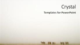  Presentation with noise - Amazing presentation theme having horses on a foggy day on the saskatchewan prairie contains noise at full size backdrop and a cream colored foreground