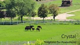  Presentation with ranch - Amazing PPT layouts having enviornment - horses on a ranch backdrop and a yellow colored foreground