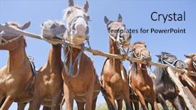  Presentation with ranch - PPT layouts enhanced with horses on ranch at corral background and a  colored foreground